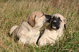 KANGAL 073
